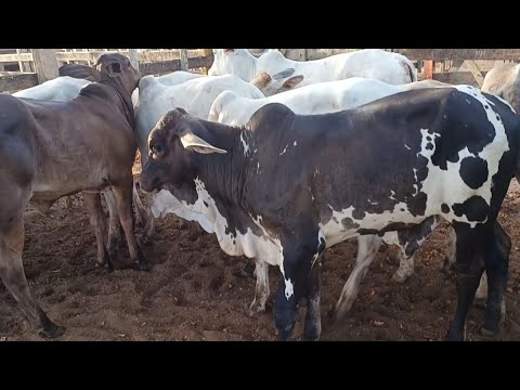 FEIRA DE GADO DE CAMPO GRANDE-AL 10/01/2025 #nordeste 