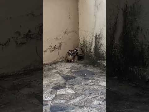 🔴 APPEARED AT MY SISTER'S HOUSE #roçalife #countryside