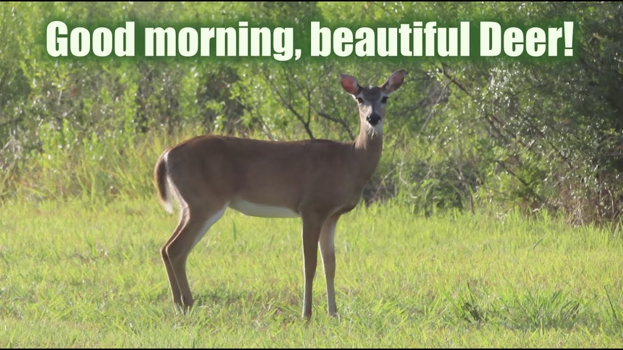 Good morning, beautiful Deer! 🦌