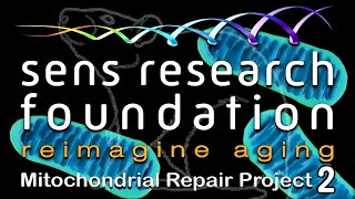 SENS Research Foundation — MitoMouse Project | Lifespan.io Crowdfunding Campaign