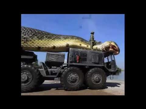 Фото Самая большая змея планеты - Анаконда. The biggest anaconda in the world