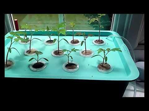 Growing Roma Tomatoes