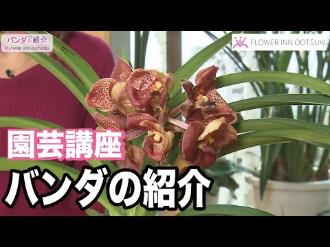 ヴァンダ「ブルーマジック」