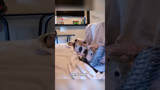 Trapped baby parrot#parrot #pity #love #friendship #animals #youtube #foryou