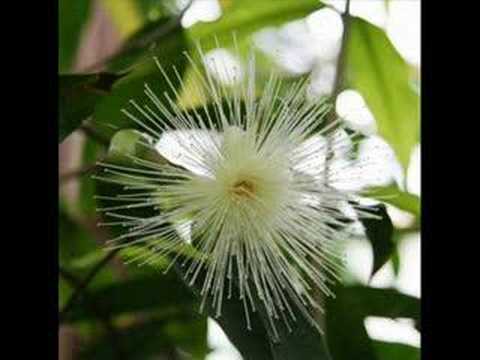 Guggisbärg - Stephan Eicher