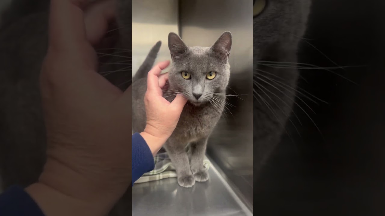 Enlarge Wexford, a ADOPTABLE Domestic Short Hair in Dublin, CA video 3/3