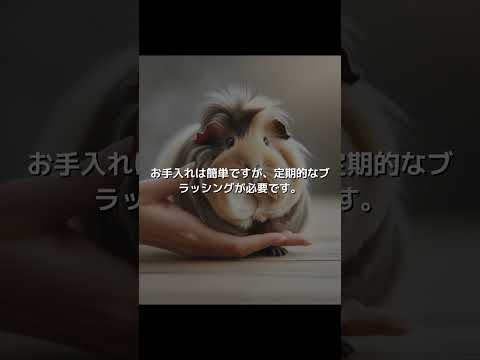 ヒマラヤンモルモット