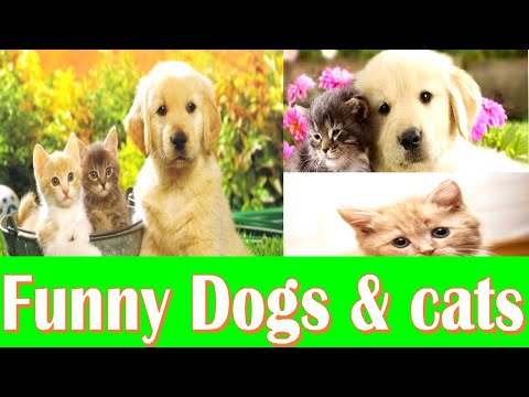 Funny Cat Reaction Videos || Super cats || Super Dog || Funny Dogs & Cats || All World Tv