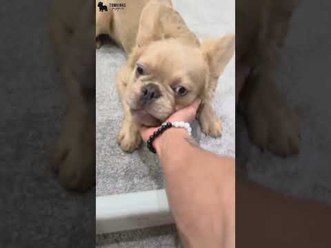 Video 1
