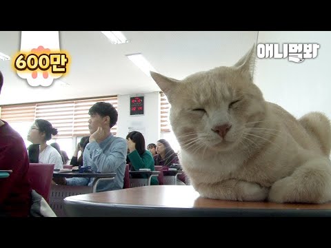 Meet Teukgang, the Korean Kitty Who Goes to College