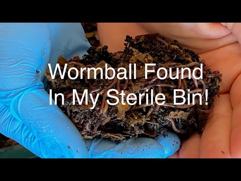 Wormball in my Sterile Worm Compost Bin...Success! Vermihut Tray #4 Feeding 3 Vermicompost Worm Farm