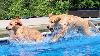 GOLDEN RETRIEVER PUPPIES FIRST SWIM IN THE POOL!