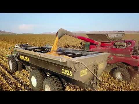 Oasis Farms Harvesting Corn in the spectacular Ord Valley, Australia
