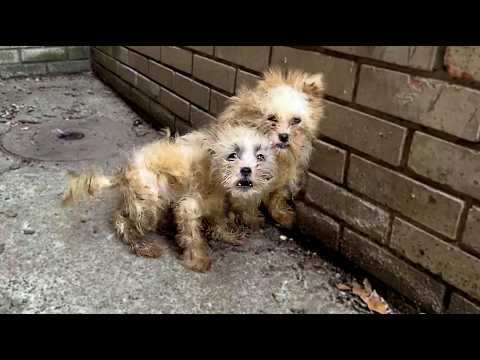 All they had was each other… Twin sisters shed tears of joy finding happiness together