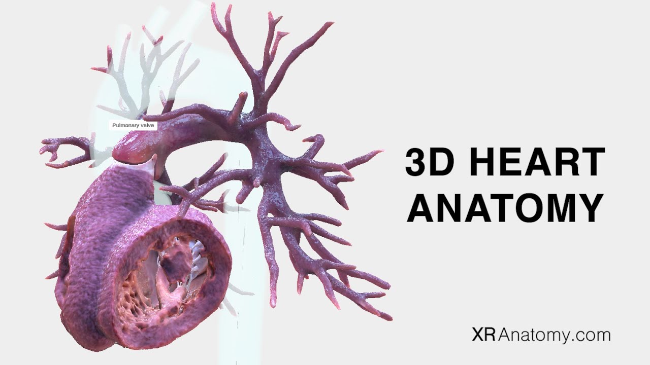3D Heart Anatomy App Video
