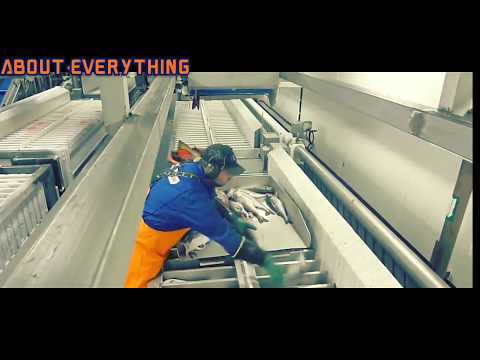 Amazing Automatic Lines, Catching and Processing Fish Right on Ship, Big Catch in The Sea.)