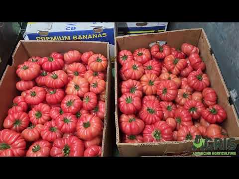 Buffalopink F1 - Cultura de tomate roz în Matca, jud. Galați, fermier Stan Costel