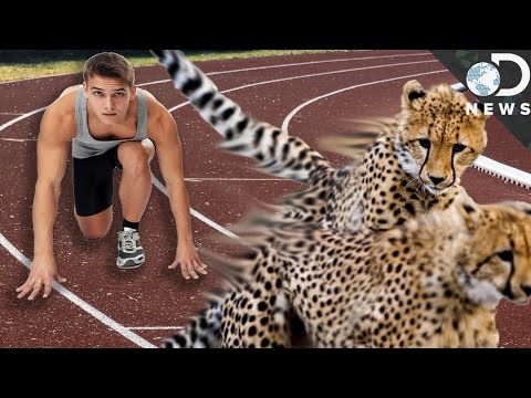 Why Are Humans Slower Than Most Animals?
