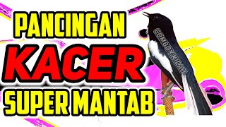 Download lagu KACER GACOR PANCINGAN KACER SUPER GACOR PAGI SIANG... mp3