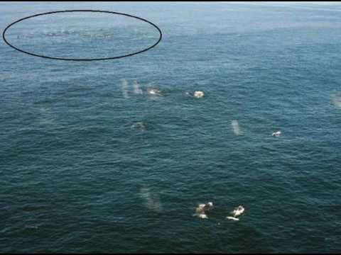 Earthcast SOS - Hungry Humpbacks Change Feeding Habits