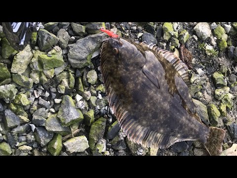 How to catch flounder in NZ