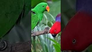 Download lagu suara pikat burung Nuri merah dan hijau cantik mp3