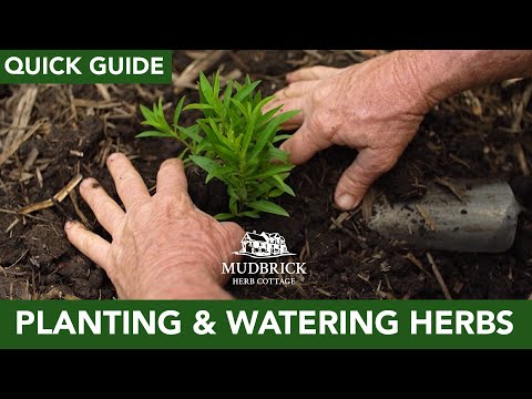 Quick Guide: Planting and Watering Herbs