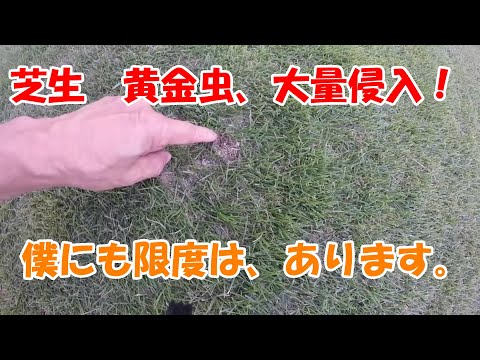 グラブトラップ: 菜園や芝生の害虫を駆除するための簡単なヒント  庭園