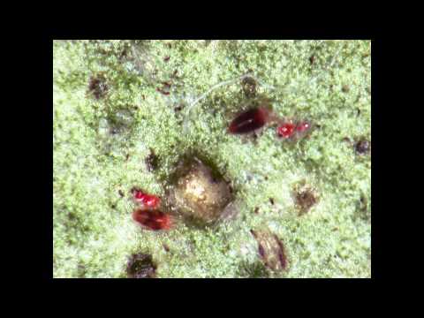 Preparing mites for slide examination