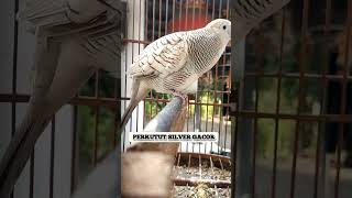 Download lagu Perkutut silver gacor - perkutut lokal nusantara2521 mp3