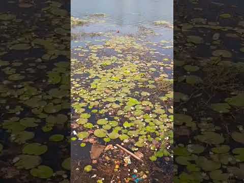 Lovely Lotus in Narmada River ||#shorts #lotus #lovely