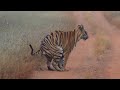 Animals Pooping Compilation Pt 2