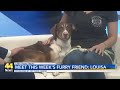 Furry Friend Friday Meet Louisa
