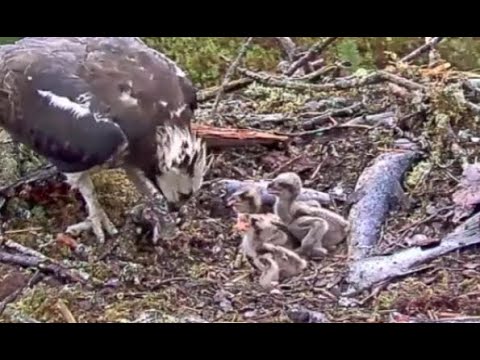 Little Bob's big mouthful: breakfast time on the Loch Arkaig Osprey nest 6 Jun 2020