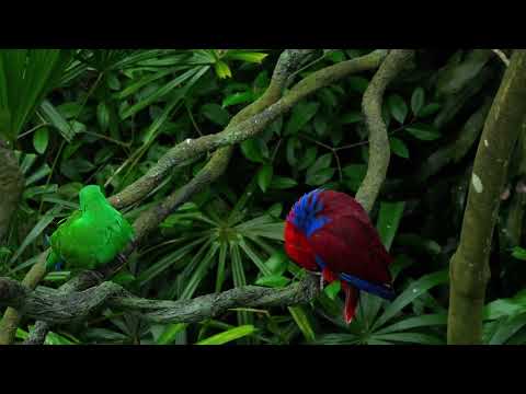 ??MUSICA PARA DORMIR: Uma Experiência Relaxante e Revigorante ??