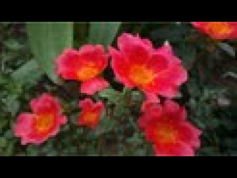Rising Floret | Rising Flower Slow Motion | Blooming Flower TimeLapse