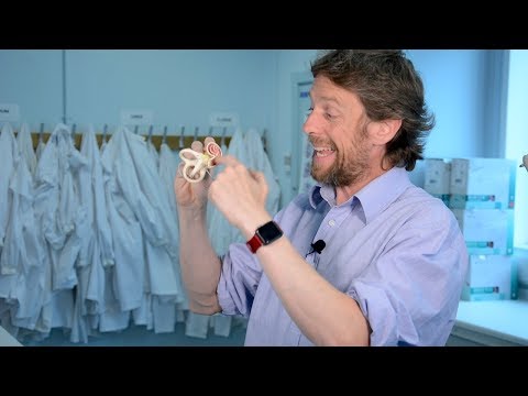 Cochlea (ear anatomy)