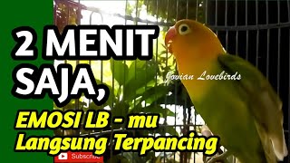 Download lagu 2 MENIT SAJA,... Emosi Lovebird mu Langsung Terpancing, ikut Ngetik Ngekek Fighter mp3 Download lagu 2 MENIT SAJA,... Emosi Lovebird mu Langsung Terpancing, ikut Ngetik Ngekek Fighter mp3