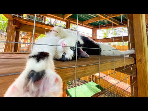Cat in Catio video walkthrough by Cat Topia