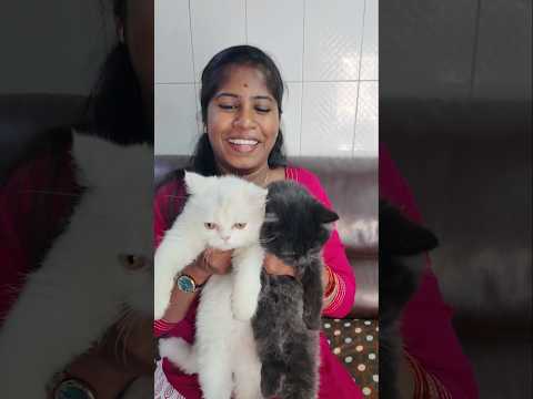 Luna & Lucy-க்கு இன்னைக்கு Full Care Day! 🐱🛁 Bath + Grooming! ❤️ #Cats #Vlog #Shorts