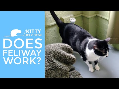 Does Feliway Stop Cats from Fighting & Urine Marking?