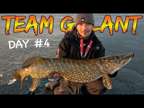 ICE FISHING PIKE 4 DAYS STRAIGHT (Going For Big Ones!) | Team Galant (SUBTITLES)