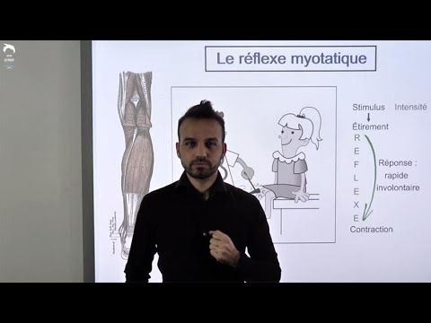 Le réflexe myotatique et l’arc réflexe