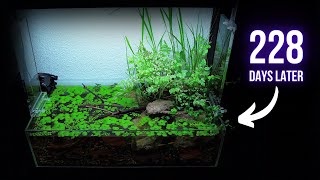 This SHALLOW PLANTED AQUARIUM is almost 8 MONTHS old | EP6 POND AQUARIUM