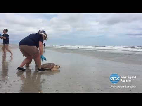 Rescued Sea Turtle Release