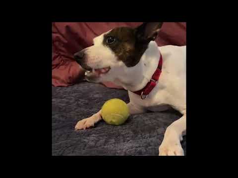 Belinda, an adopted Rat Terrier Mix in Danbury, CT_image-1
