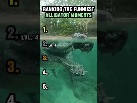 RANKING THE FUNNIEST ALLIGATOR MOMENTS