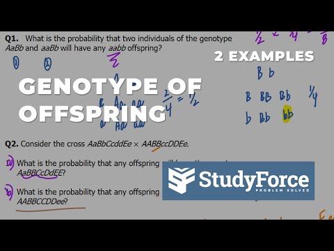 Predicting Genotype of Offspring | Cross Probability