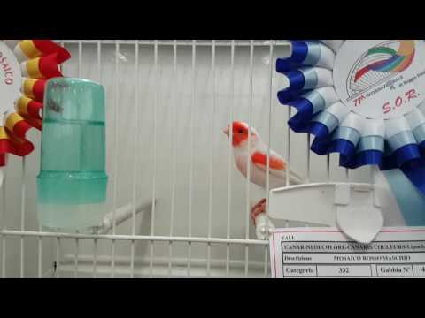 Santi atillio 1o  Reggio emilia 2016