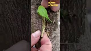 Download lagu Here's How to Easily Graft Plants mp3